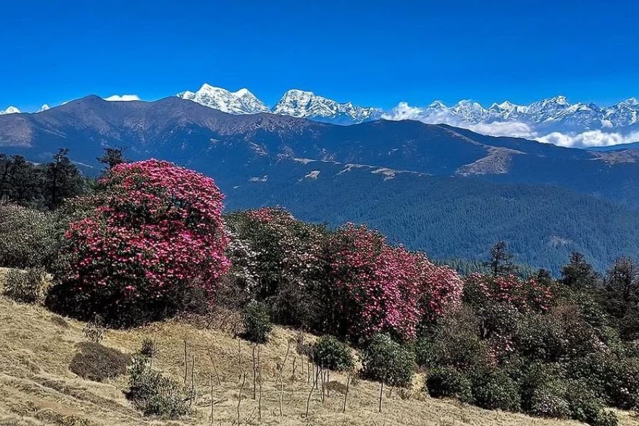 Blooming rhododendron flowers with Himalayan mountain range view